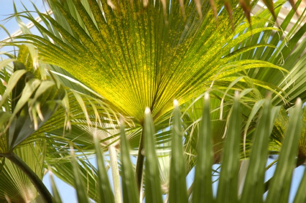 Palm