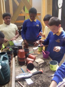 Brook Primary School planting seeds