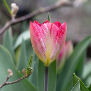 Tulip Flaming Purissima